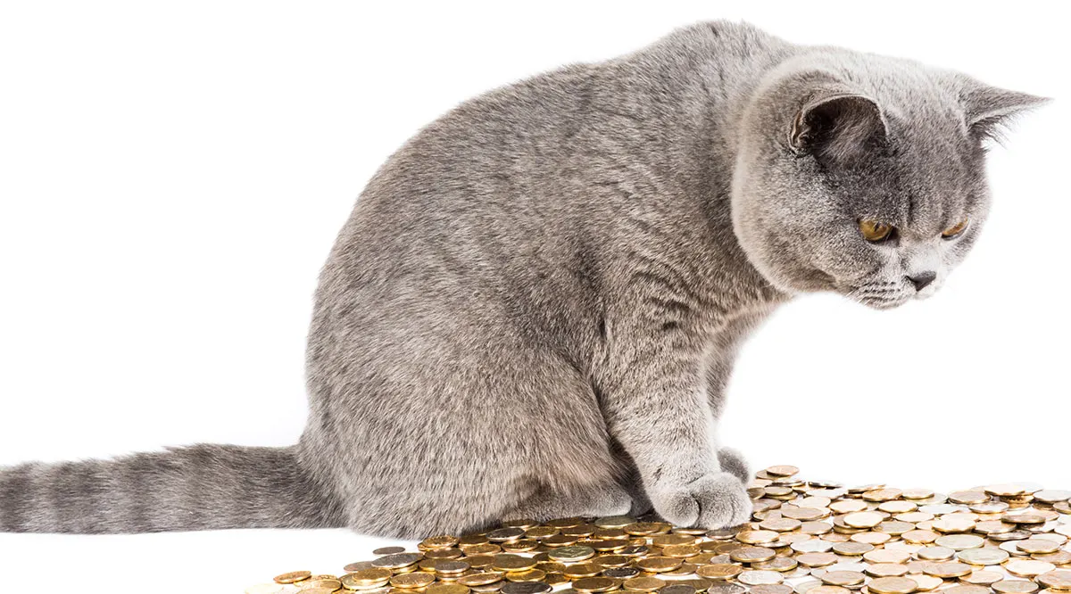 Making Money From Your Pet Blog