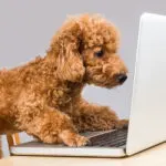 Pages V Sessions: And How Many Page Views Per Session Should My Pet Blog Get?