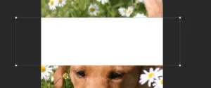 white-rectangle