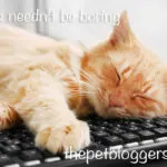 WordPress Categories: How to set up categories in your blog