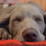 Pet Blog Case Study
