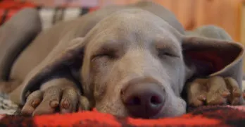 pet-blog-case-study