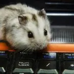 Pet Blog Progress Report September 2016